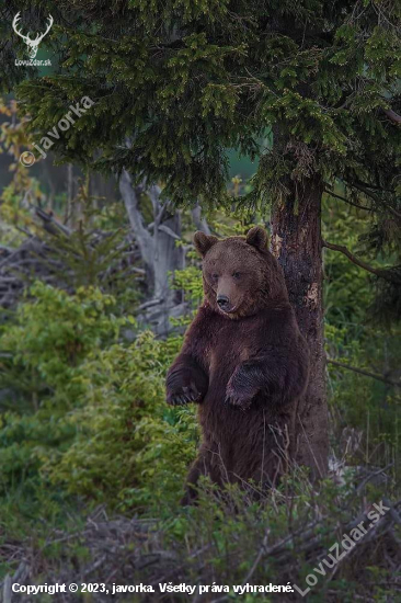 odišiel  úžasný fotograf