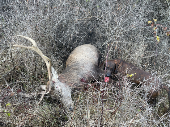 Výborná práca Cirus II od Riečky