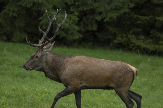 Jeleň váš odhad veku ?