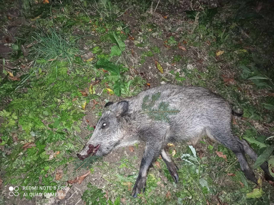 Opäť pod jabloňou