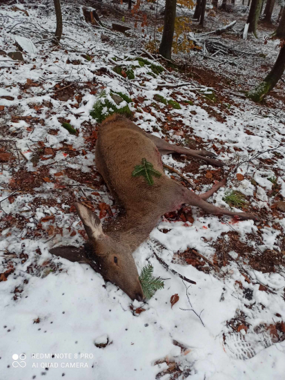 Ranná na prvom snehu!!!