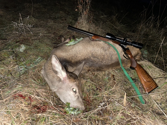 Štefánske jelienča