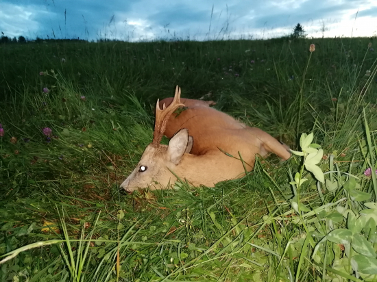 Srnec z horskej lúky.