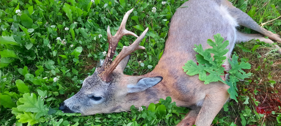 Našoulaný srnec po dešti