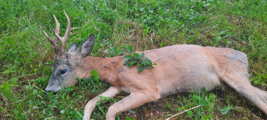 Srnec s překvapením