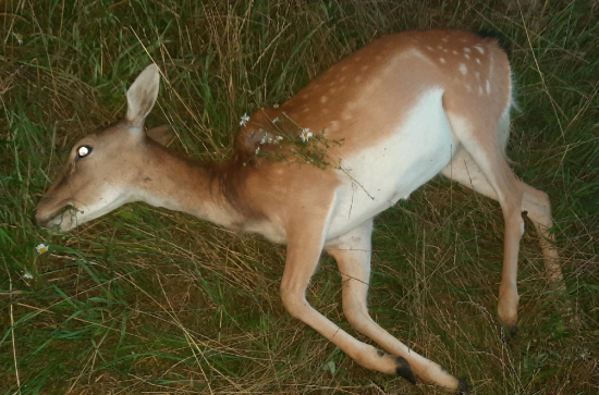 Lov daněly se synem