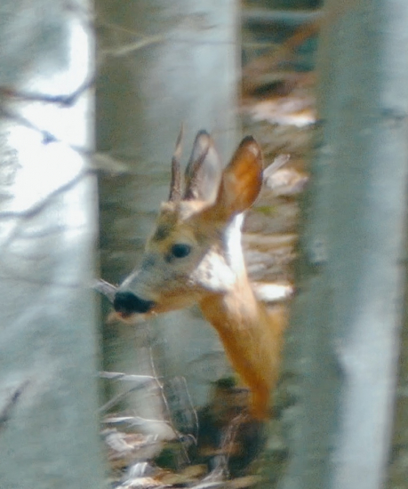 Prosím vás je to výrad?