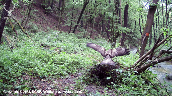 Buteo buteo pristáva