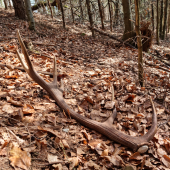 Na jeleňom chodníku