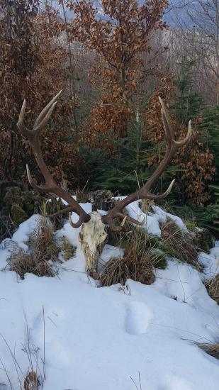 Ked zubatá s vlkmi je........