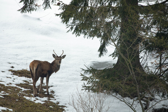 Jeleň lesný (Cervus elaphus )