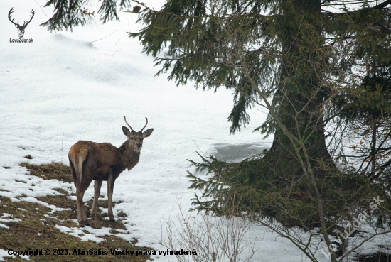 Jeleň lesný (Cervus elaphus )