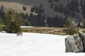 Na vysokohorskej lúke  líška hrdzavá (Vulpes vulpes)