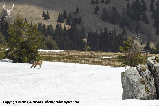 Na vysokohorskej lúke  líška hrdzavá (Vulpes vulpes)