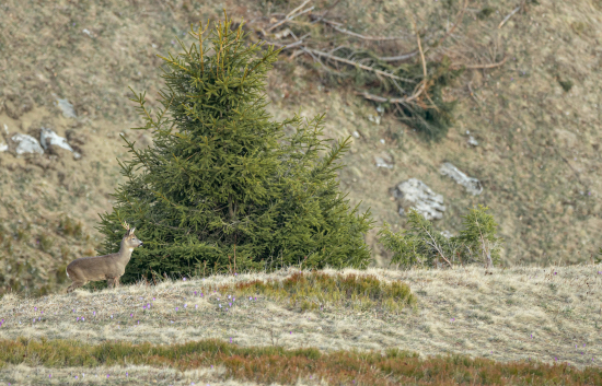 Srnec lesný (capreolus capreolus)
