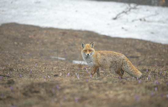 Líška hrdzavá (vulpes vulpes)