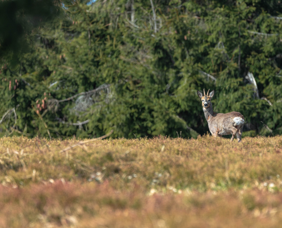 Srnec lesný (capreolus capreolus)