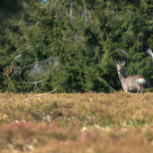 Srnec lesný (capreolus capreolus)