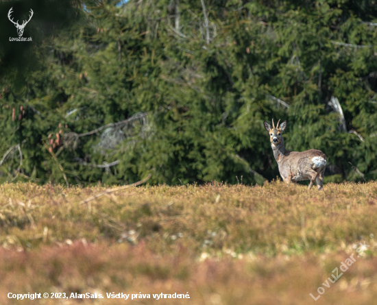 Srnec lesný (capreolus capreolus)