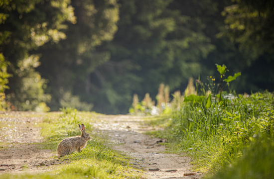 Zajac poľný (Lepus europaeus)