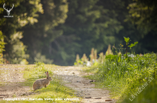 Zajac poľný (Lepus europaeus)