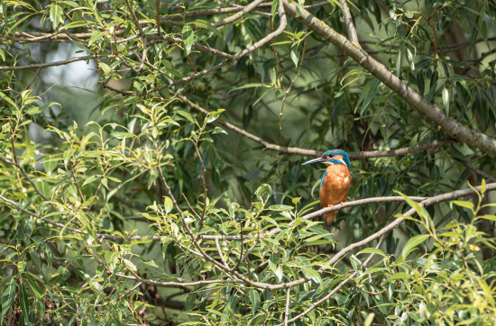 Rybárik riečny ( Alcedo atthis)