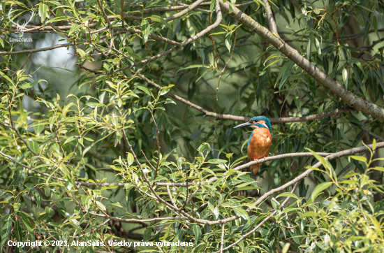 Rybárik riečny ( Alcedo atthis)