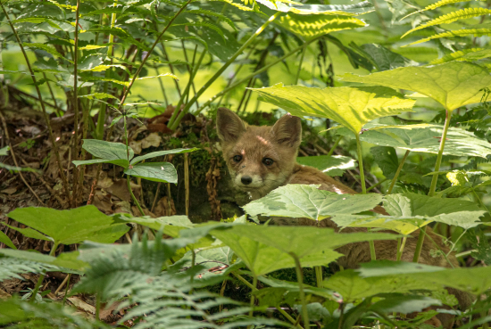 Líška hrdzavá (vulpes vulpes)