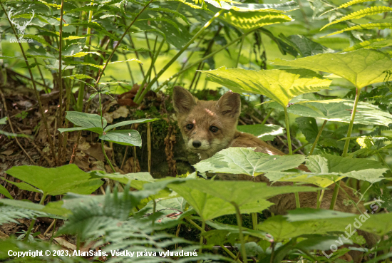 Líška hrdzavá (vulpes vulpes)