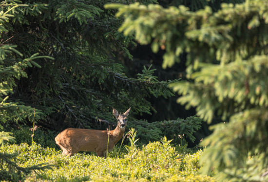Srnec lesný (capreolus capreolus)