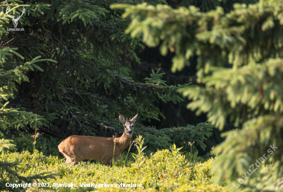 Srnec lesný (capreolus capreolus)