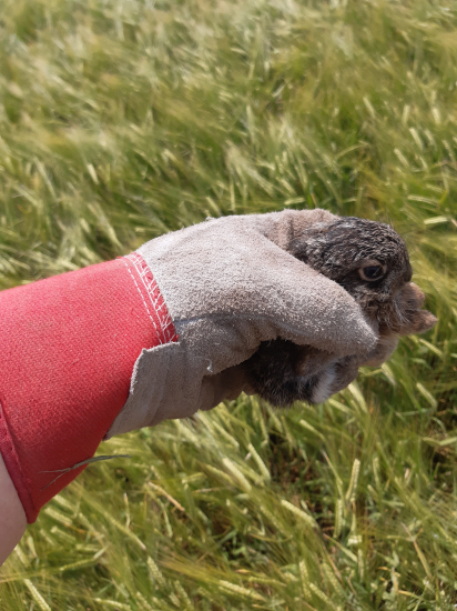 Dnes zachráněný při plečkování slunečnice a vložený do ječmene :-)