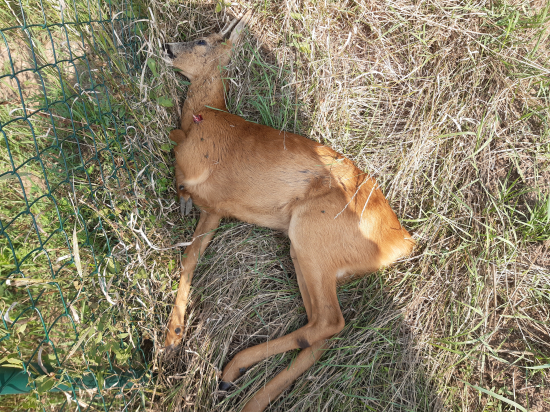 Sanitárka (probodnutý z říje) 18.8.2023