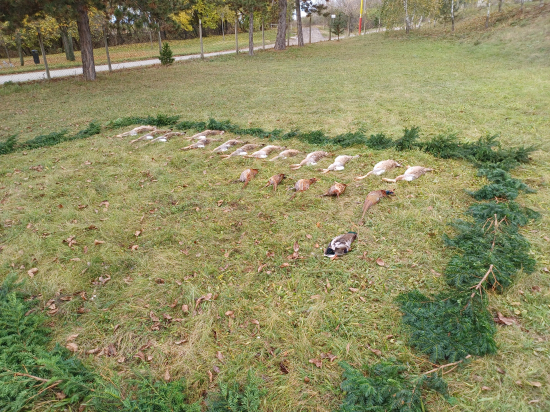 Hon na drobnou 11. 11. 2023