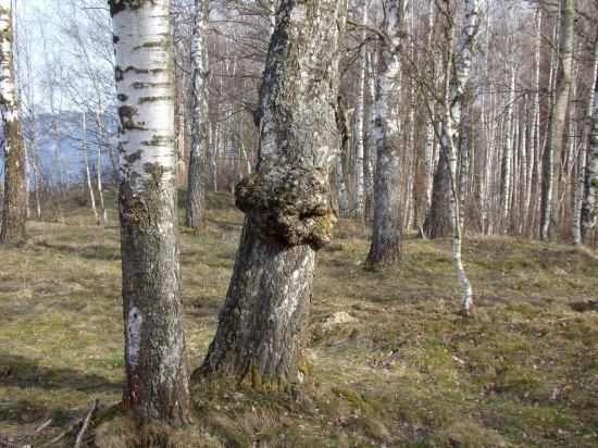 Malá hra prírody.