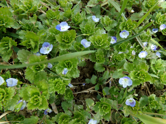 Nežná jemná jarná krása!