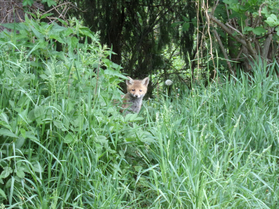 Roztomilá malá šelmička.