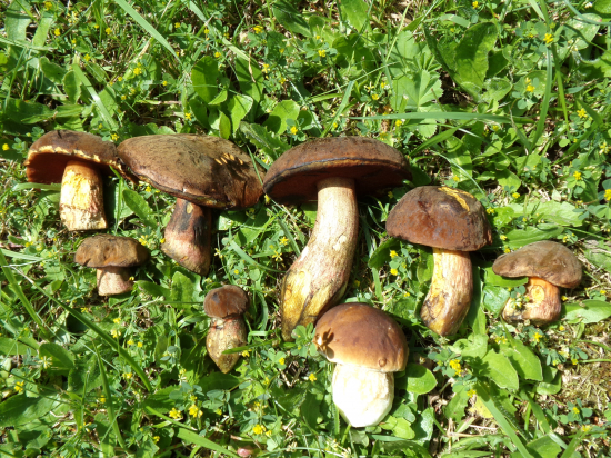 Po troch hodinách v lese.