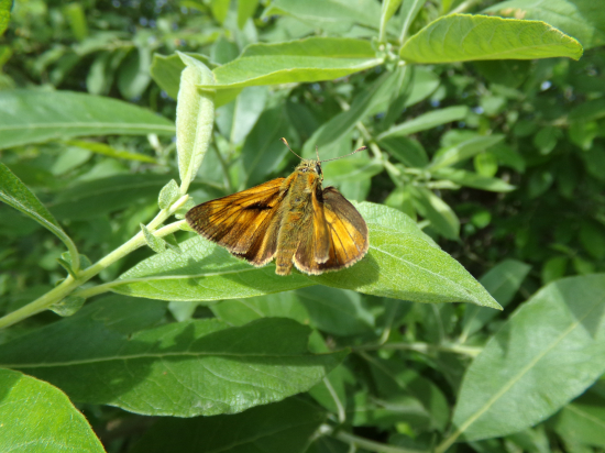 Súmračník hrdzavý.