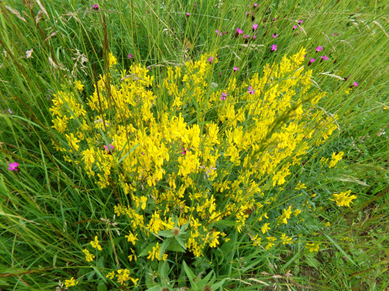 Môže to byť komonica lekárska?