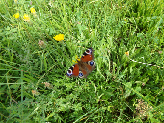 Bábôčka pávooká