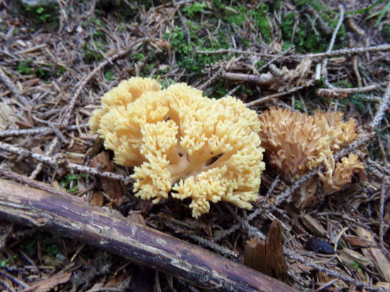 Strapačka zlatožltá