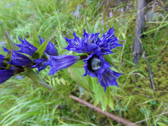 Horec luskáčovitý