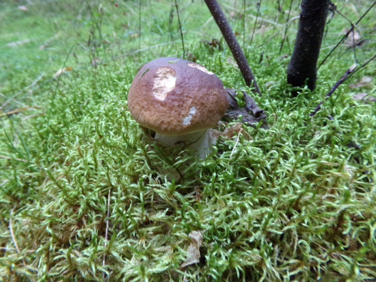 Pošťastilo sa aj mne