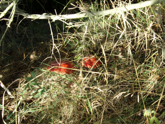 Červené krásavice