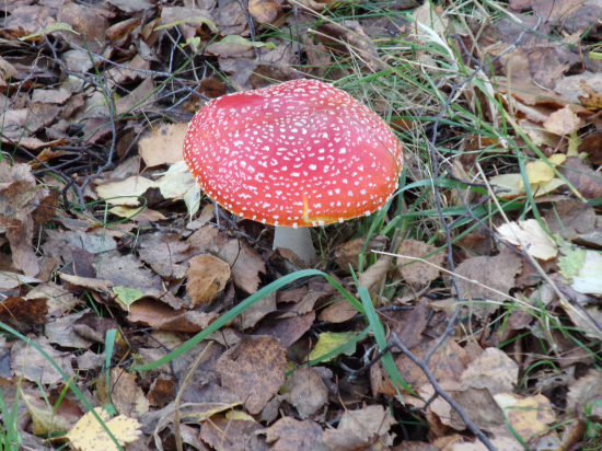 Muchotrávka červená