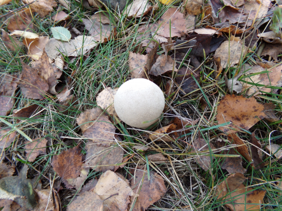 Ako veľká žiarovka