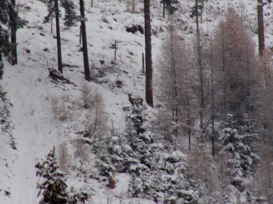 Dnes tento špicérik.