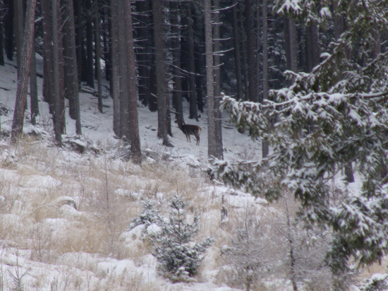 Jelenička pod Hôlnym jarkom.