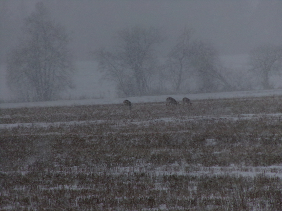 Srnčia v hustom snežení